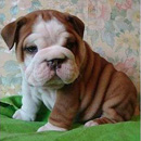 Bulldog