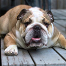 Bulldog