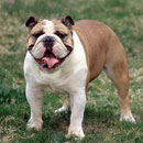 Bulldog