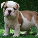 Bulldog