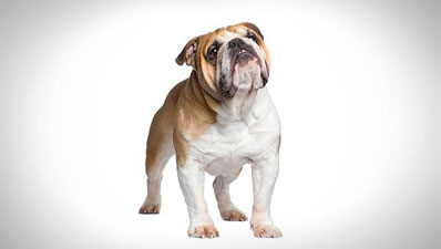 Bulldog