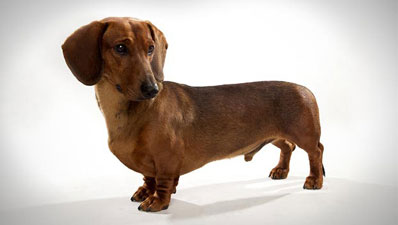 Dachshund