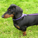 Dachshund