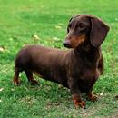 Dachshund