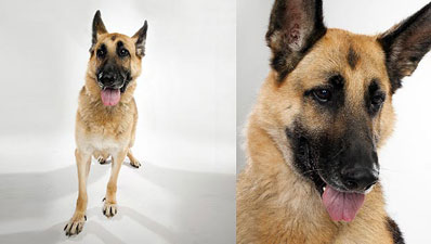 German Shepard