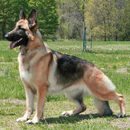 German Shepard