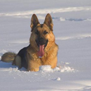 German Shepard