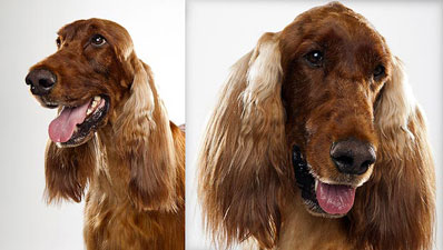 Irish Setter