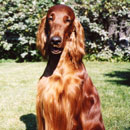 Irish Setter