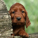 Irish Setter