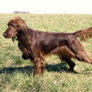 Irish Setter