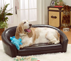 dog bed at home