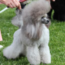 Poodle