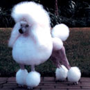 Poodle